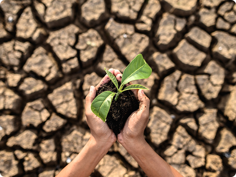 Environmental Impact